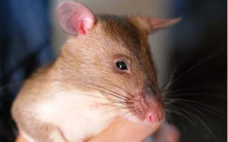 The Rugged Automated Training System research sponsored by scientists with the U. S. Army Research Laboratory, in collaboration with engineers at West Point and the Counter Explosives Hazards Center, explores whether small rodents could be used to detect improvised explosives and mines.