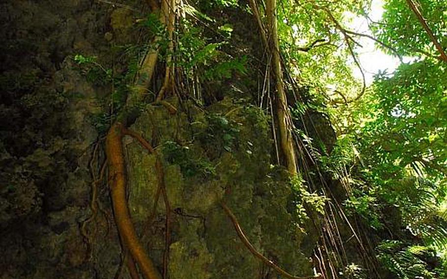 Vegetation grows along a stone cliff at Sefa Utaki, Okinawa's most holy site.
