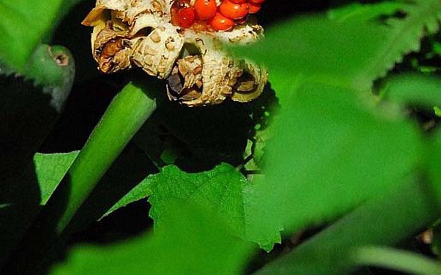 A kuwazu-imo plant grows in the jungle of Sefa Utaki.