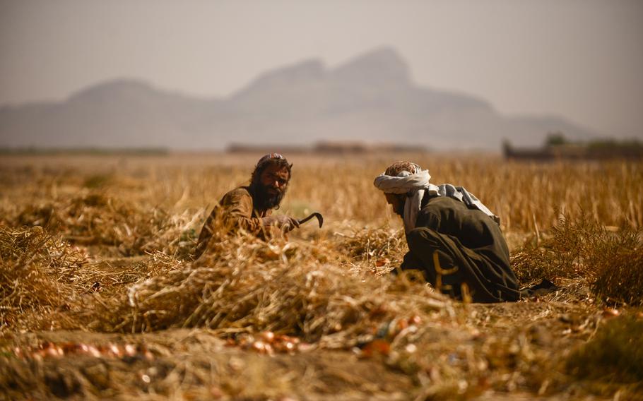 Farmers in the Zhari district of southern Afghanistan's Kandahar province harvest onions on Oct. 21, 2013.