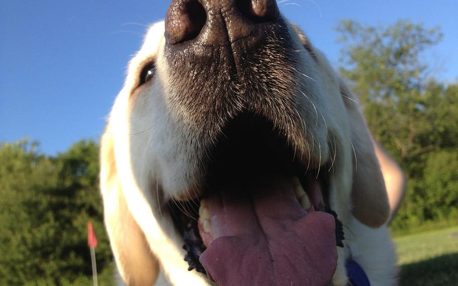Sooner, a 6-year-old yellow lab, has been working as a service dog for injured veteran Alexis Courneen since 2009. The dog recently needed surgeries on two legs, but paying for that work has been caught up in bureaucratic confusion.