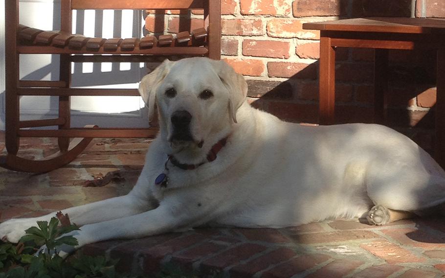 Sooner relaxes outside the Courneen's home in Massachusetts. The service dog needed ACL surgery on two legs, but veterinarians believe he can still perform his assistance duties for another five or six years.
