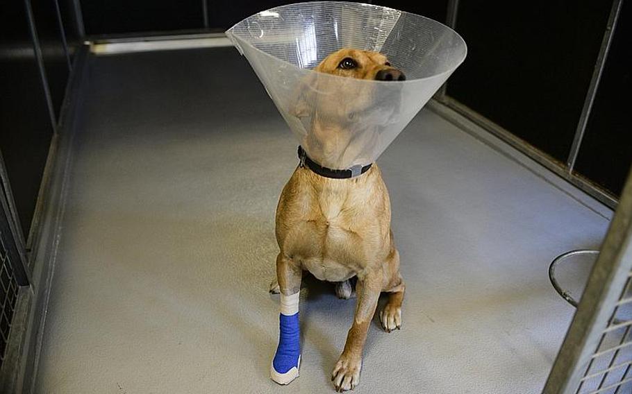 Corky, a bomb-sniffing golden Labrador, wears a cone collar in the kennels at Ramstein Air Base, Germany, where he's awaiting transport to the United States. Corky is recovering from a gunshot wound he received in northeastern Afghanistan's Kapisa province on Jan. 19, 2014.