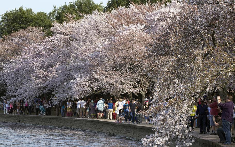 Cherry blossom season 2014 at the Tidal Basin in Washington, D.C.