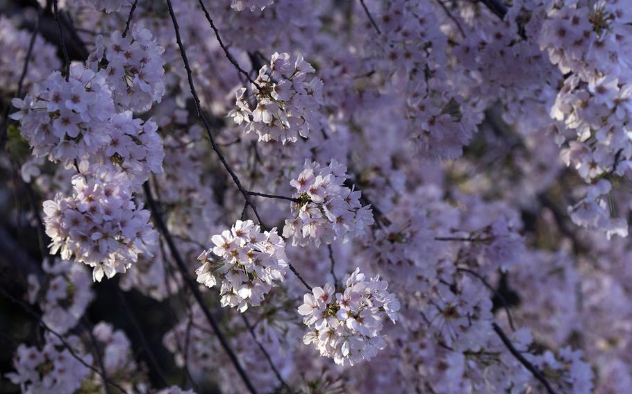 Cherry blossom season 2014 at the Tidal Basin in Washington, D.C.