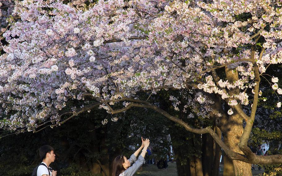 Cherry blossom season 2014 at the Tidal Basin in Washington, D.C.