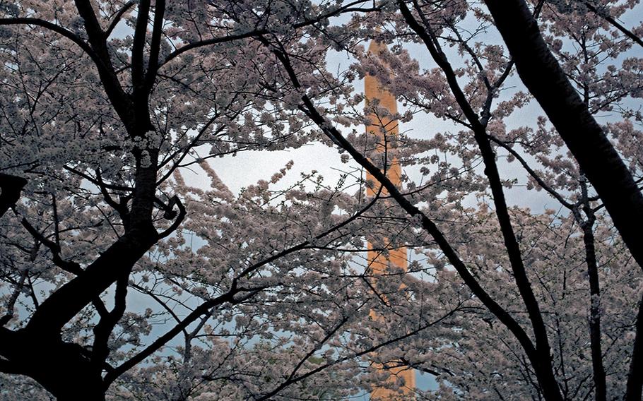 Tourists are cast in shadows under the Cherry Blossom trees as the sun sets on Saturday, April 12, 2014. 