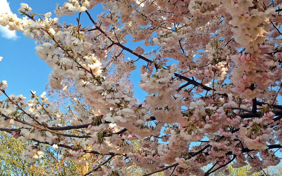 A partial moon is seen between the branches of the Cherry Blossom tree in early evening on Wednesday, April 9, 2014.