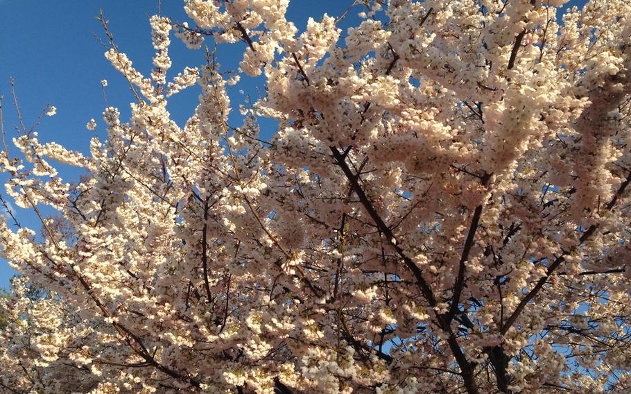 Pink and white cherry blossoms are a stark contrast against the blue sky near the Air and Space Museum in Washington, D.C. on April 9, 2014.