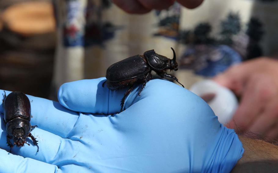 A technician holds two coconut rhinoceros beetles in his gloved hand that were found Wednesday on Joint Base Pearl Harbor Hickam. The beetle earned its name for its ravenous appetite for palm trees and rhino-like "horn" jutting from the head.
