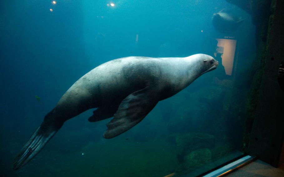 A sea lion swims in a tank at the Seward SeaLife Center in Seward, Alaska.