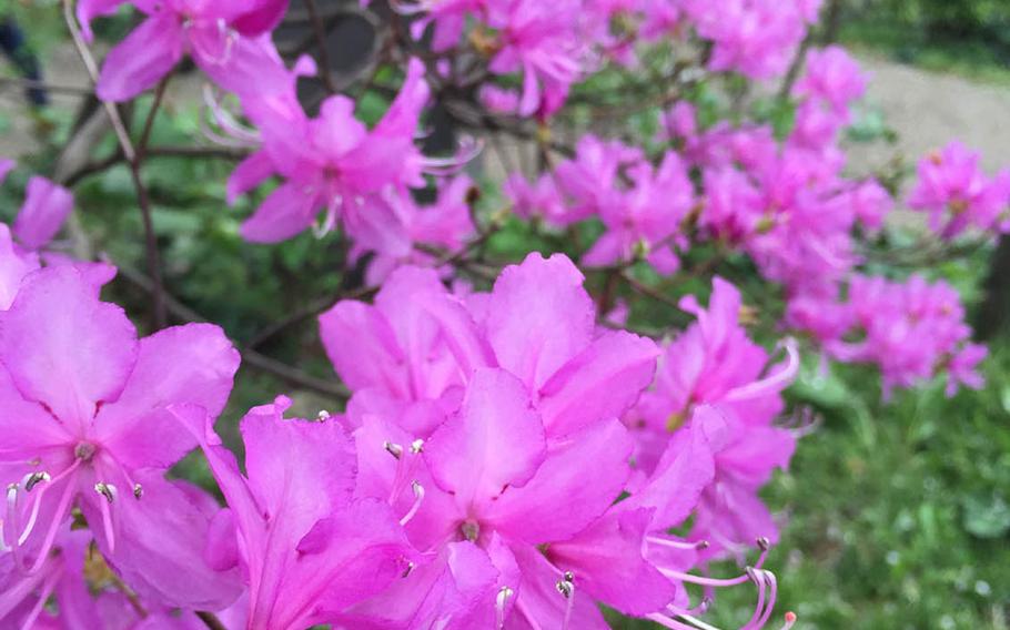 Myriad gardens are planted for all four seasons, so there is always something blooming at Sankeien in Yokohama.