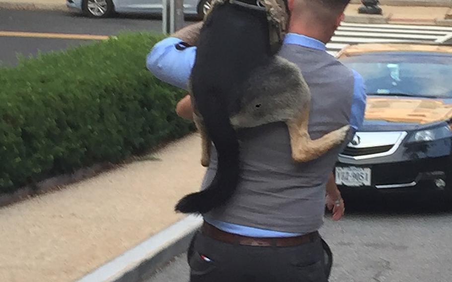 Handler Army Sgt. Wess Brown carries his former military working dog Isky after last week's awards ceremony on Capitol Hill. Isky, one of four dogs who received the Medal of Courage, lost a leg in Afghanistan and now serves as Brown's support dog.