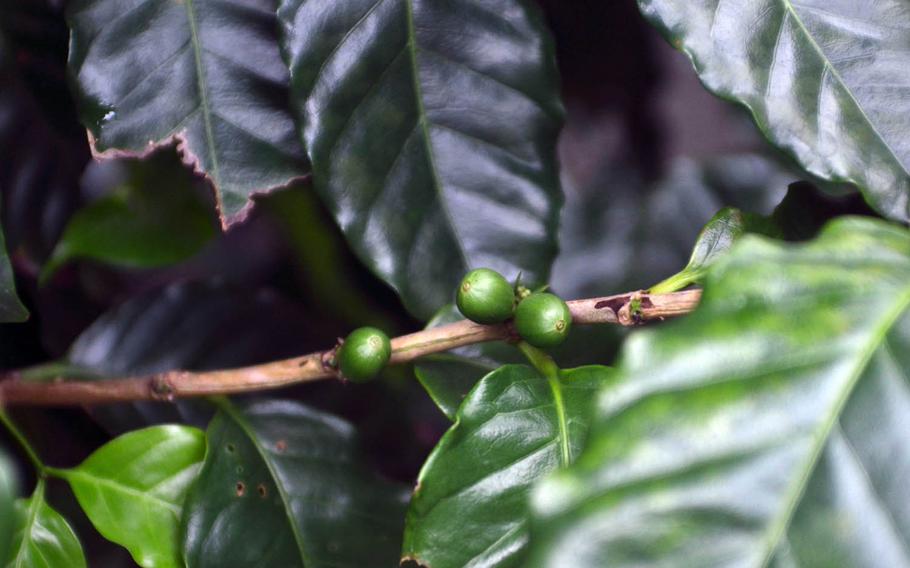 Only a couple of hundred coffee plants are left at Hiro Coffee Farm in Okinawa, Japan, after a series of typhoons hit the area in 2012.