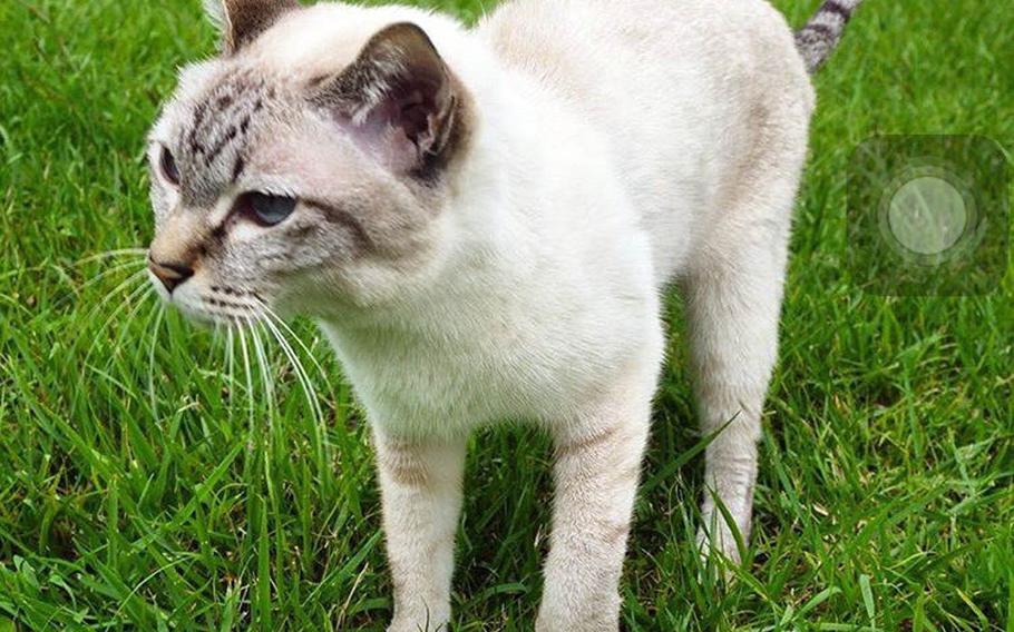 Mark Lippert, the U.S. ambassador to South Korea, has issued a plea on social media for help finding Nike, a cat that went missing at Yongsan Garrison several weeks ago.