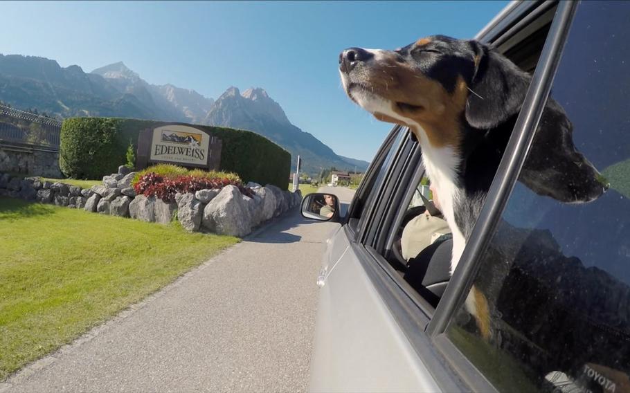 Beginning February, the Edelweiss Lodge and Resort in Garmisch-Partenkirchen will have a limited number of standard rooms that can accommodate guests with pet dogs.
