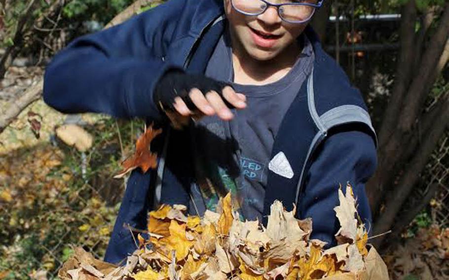 Yuval Gottstein prepares to crush the leaves.