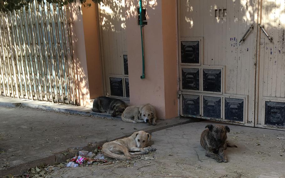 Stray dogs loiter on a street in Kabul, Afghanistan, on Dec. 27, 2016. Health experts in Afghanistan say almost all human cases of rabies in the country are transmitted through dog bites. Few, if any, are caused by cats.
