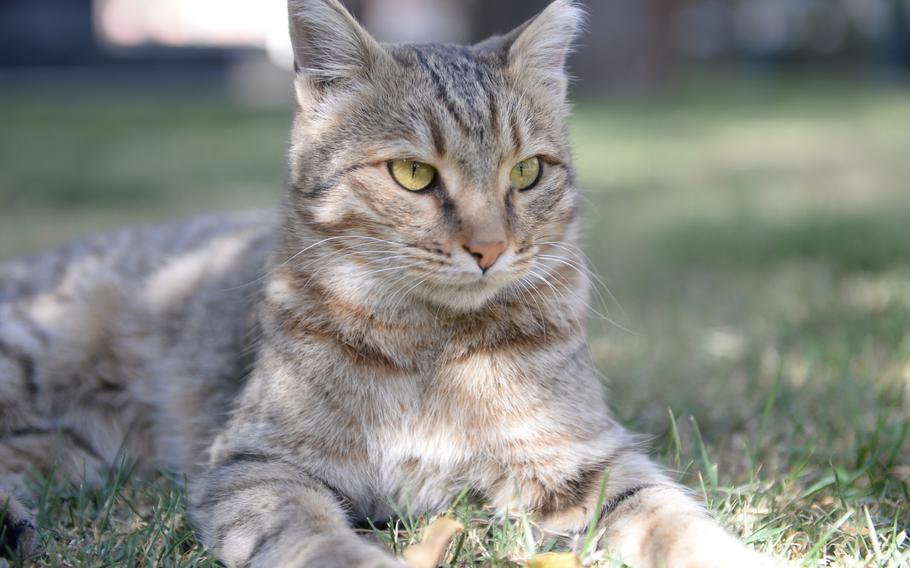 Cricket, a cat at Resolute Support Headquarters in Kabul, Afghanistan, on Nov. 8, 2016.