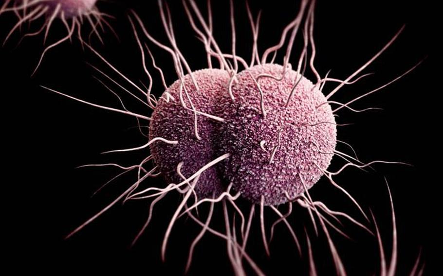A three-dimensional computer-generated image of a number of drug-resistant gonorrheal bacteria.