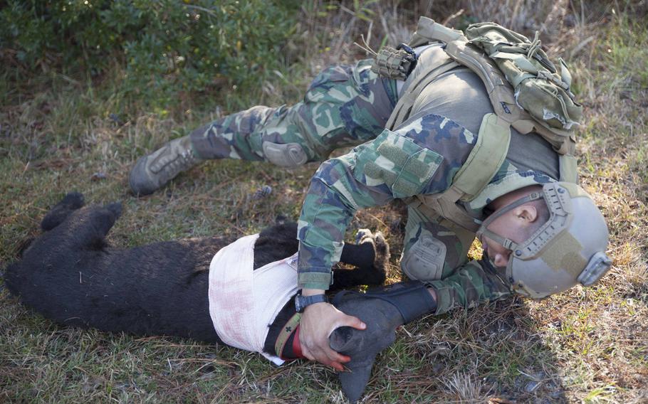 A K-9 handler with U.S. Marine Corps Forces, Special Operations Command, evaluates respiratory functions on a realistic "robot dog" during medical training at Stone Bay on Marine Corps Base Camp Lejeune, N.C., Dec. 1, 2017. During this training, handlers practice applying medical aid on the new robot dog for the first time, which is in its final stages of testing and development.