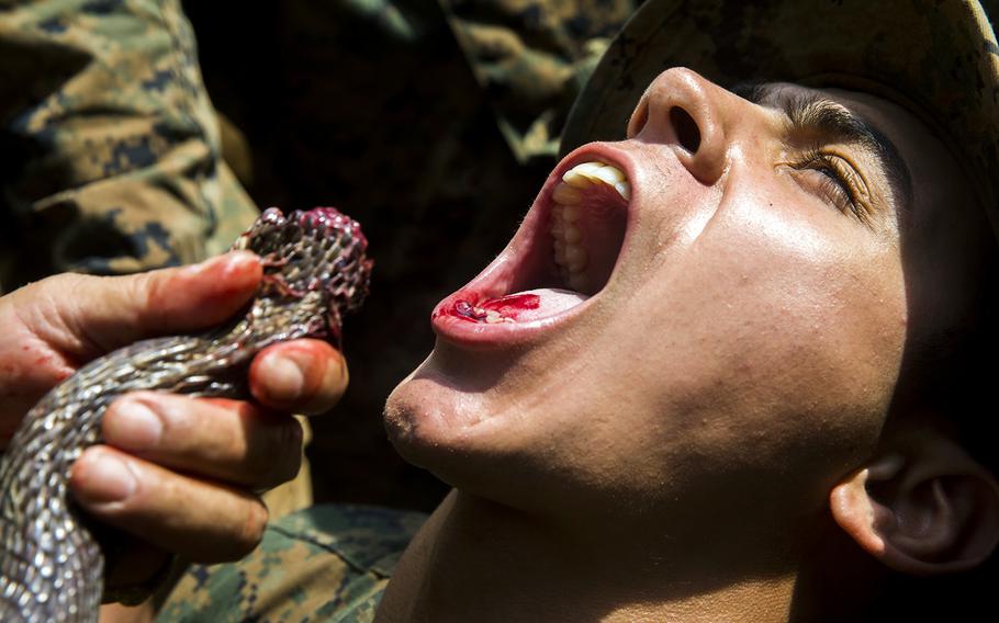 Lance Cpl. Nicholas Adams drinks cobra blood at jungle survival training during a recent Cobra Gold drill at Camp Ban Chen Khrem, Thailand.