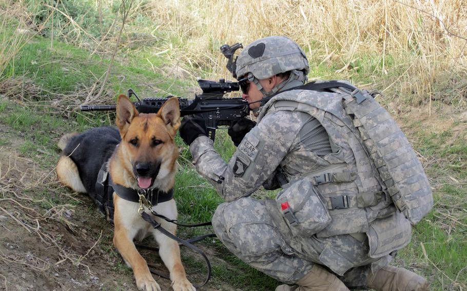 Army specialist Andrew Spaulding and tactical explosives detection dog Bono, the dog he handled, during Bono's first deployment in Afghanistan in 2010. Bono deployed with a different handler again in 2012.