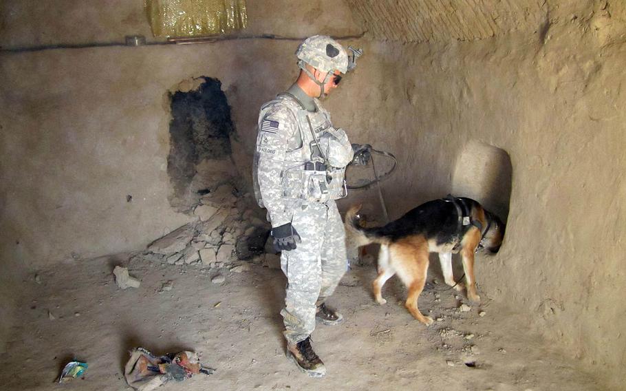 Army specialist Andrew Spaulding and tactical explosives detection dog Bono, the dog he handled, during Bono's first deployment in Afghanistan in 2010. Bono deployed with a different handler again in 2012.