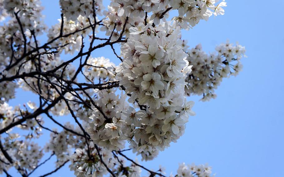 Cherry blossoms bloom near the library at Yokota Air Base, Japan, Wednesday, March 28, 2018.