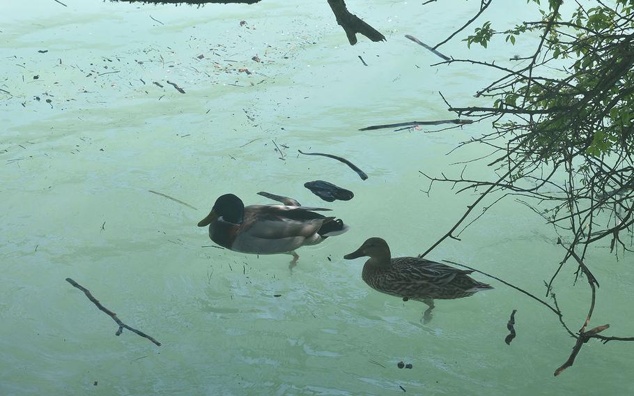 Ducks swim among the debris that lines the shores of Lake Barcis. Much appears to come from the surrounding trees, but combined with the murky water, it makes a swim a bit uninviting.