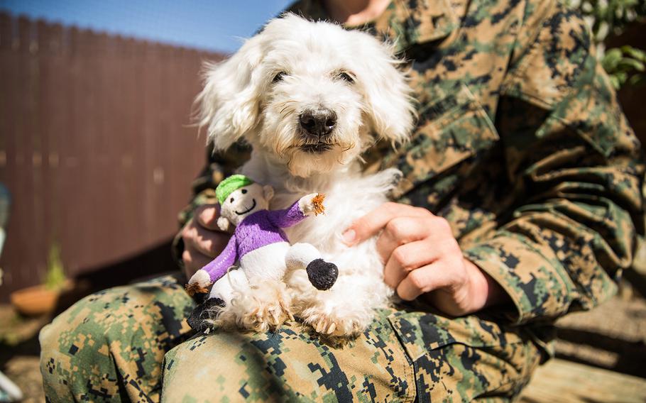 Military members and families moving back to the U.S. that used United to fly pets overseas will now be able to fly them back on the airline, regardless of the carrier's stricter pet travel rules that ban some 25 breeds of dogs and cats starting in June.