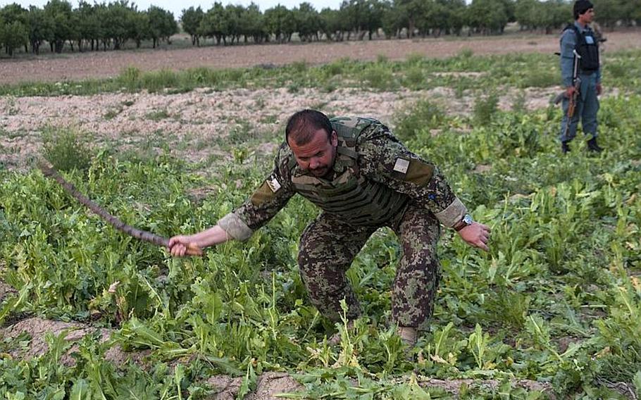 Capt. Sayed Baba Mansory, officer-in-charge of the 1/2-205 ANA Corps, Shamulzai Detachment, destroys opium poppy plants discovered during a routine patrol, outside the village of Samogay, Afghanistan, May 7, 2012.
