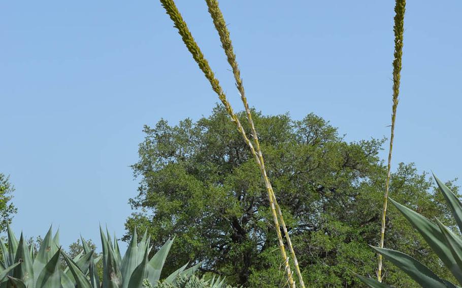 A sotol plant grows along the roadside near Desert Door Distillery in Driftwood, Texas, on July 16, 2018.