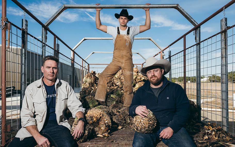 From left, Brent Looby, Judson Kauffman and Ryan Campbell in a trailer filled with sotol plant hearts. 