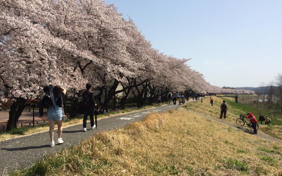 A section of the Tama River Trail near the city of Hamura in Western Tokyo is a popular cherry blossom-viewing spot. 