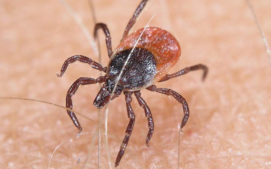Ticks may be small, but can carry serious diseases, such as Lyme disease and encephalitis.
                