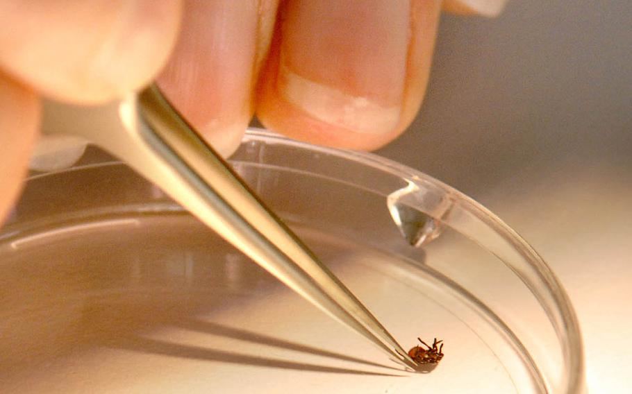 A lab technician in the entomological sciences division at Landstuhl Regional Medical Center looks at a tick sent in by a health clinic for identification.