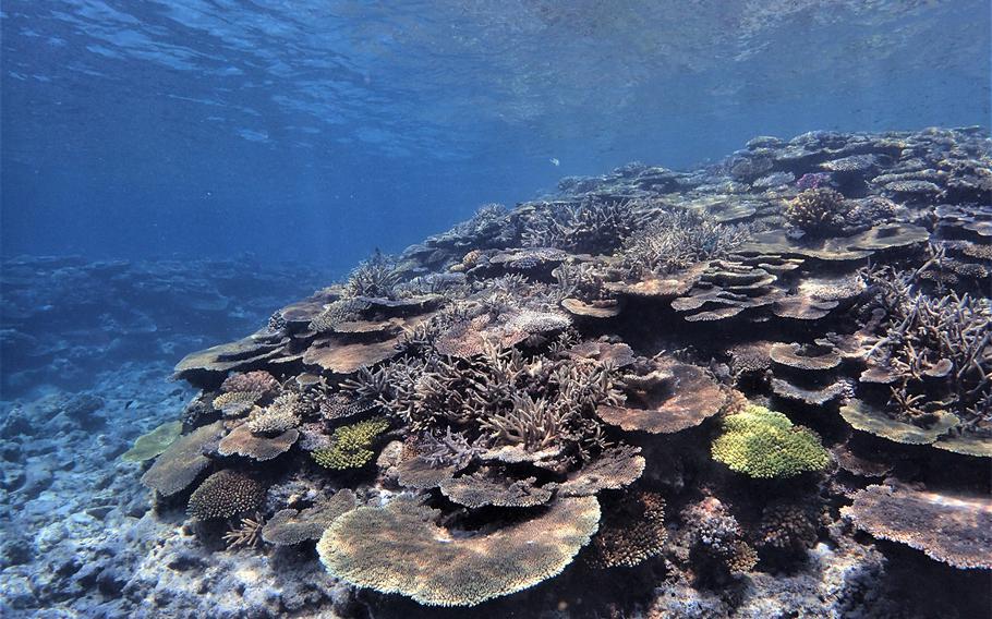 The waters around Izena were spared from the mass bleaching of coral, so the island has long been a famous spot for snorkelers and scuba divers looking to catch a glimpse of marine life.