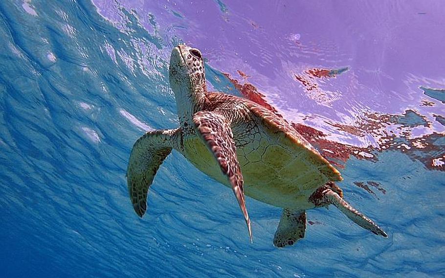 At Tokashiku Beach, tourists can experience a once-in-a-lifetime opportunity to swim with sea turtles.
