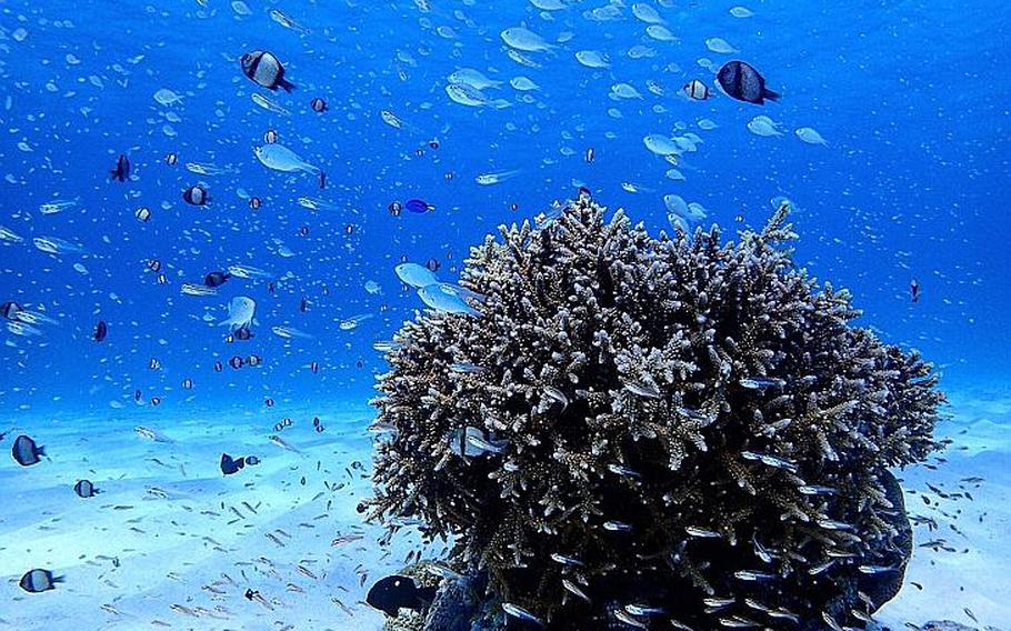 Tokashiki Island is famous for its white, sandy beaches and diverse marine life.