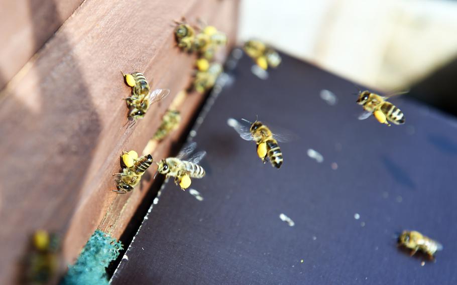 Bees carry pollen to a beehive at U.S. Army Garrison Ansbach, in Ansbach, Germany, Friday, Sept. 7, 2018. A group has set up what they call a Bee Haus to benefit plant life in the area.