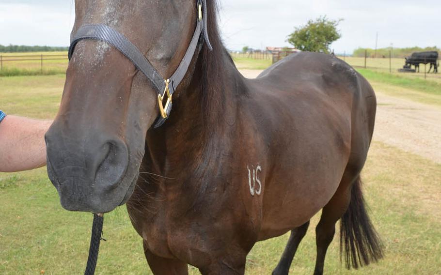 Travler is seen at his new home, the WyldWynd Ranch in Cameron, Texas on Sept. 3.