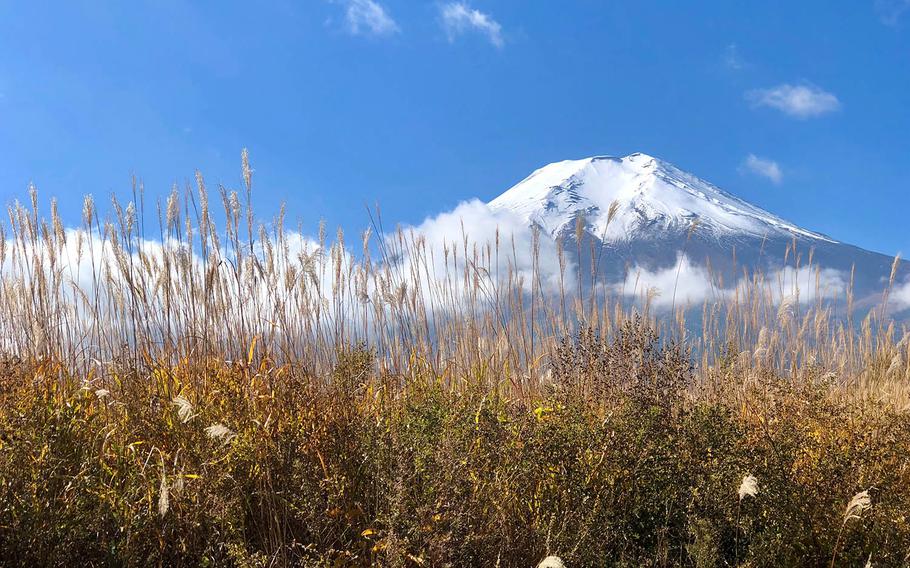 Tall grass was nearly impassable during recent artillery drills at a Marine Corps training range near Mount Fuji.