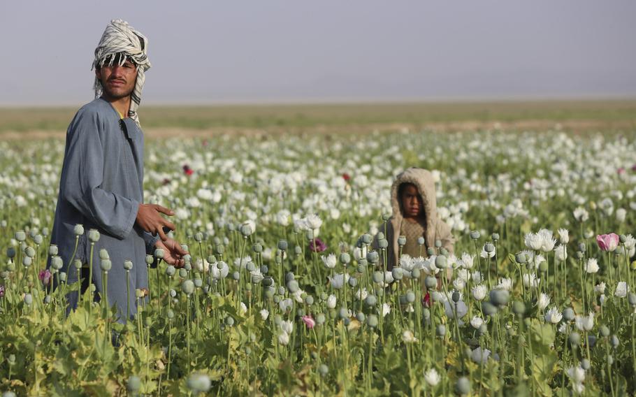 Afghans work in their poppy field in Helmand province. Opium production in Afghanistan has dropped sharply this year, but poppy cultivation remains at high levels, a survey released by the Afghan government and United Nations Office of Drugs and Crime on Monday said.