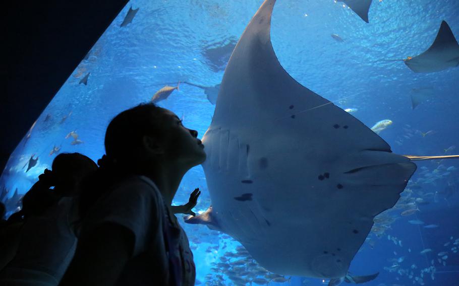 Churaumi is home to many different types of rays including the largest ray, the manta ray.