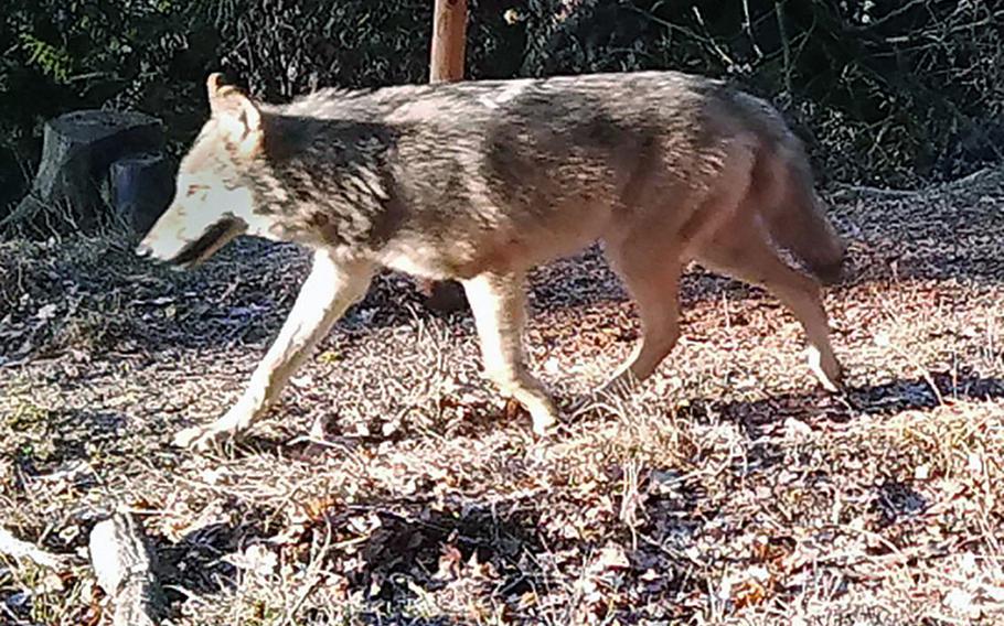 A wolf caught on camera at the Grafenwoehr Training Area in Germany, in February 2019.