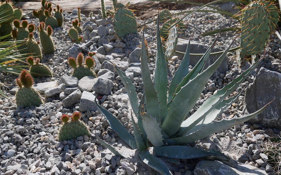 A cactus garden at the Bundesgartenschau in Heilbronn, Germany feature a variety of the prickly plants.