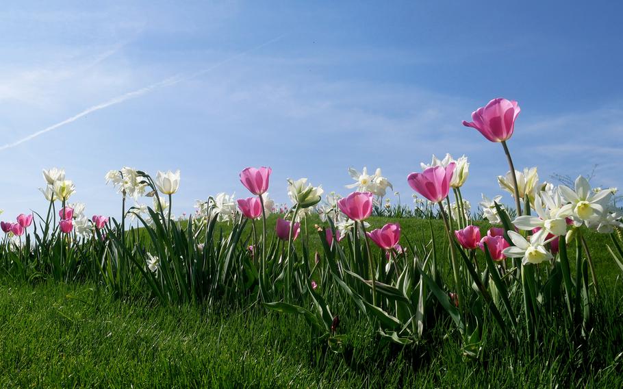 Tulips and daffodils bloom under a blue sky at the Bundesgartenschau in Heilbronn, Germany. The federal garden show is open until Oct. 6, 2019.