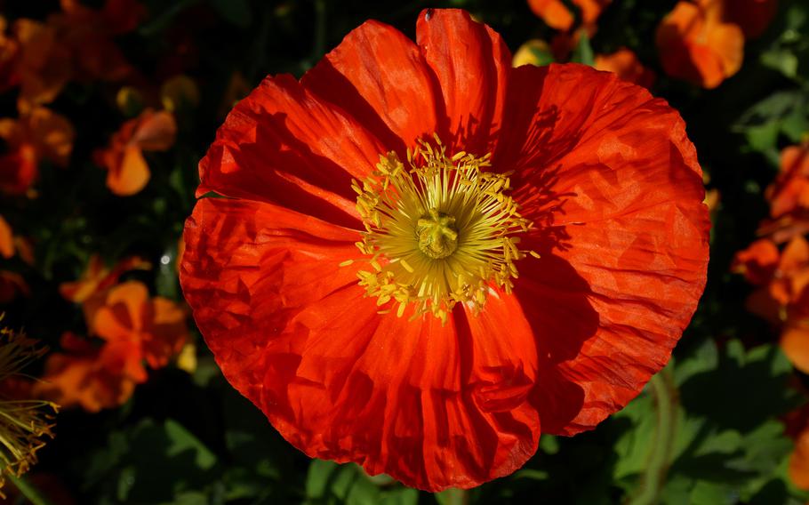 A closeup of a flower in full bloom at the Budesgartenschau in Heilbronn, Germany. About a million flower bulbs and hundreds of thousands of other plants have been or will be planted on the grounds of the federal garden show before it closes on Oct. 6, 2019.