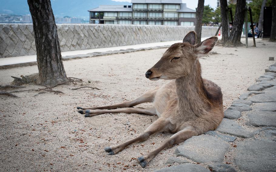 Many of the wild deer that walk the streets of Miyajima are friendly enough to pet.